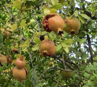 Granatäpfel im Vallée du Paradis