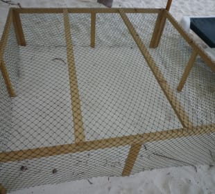 Schildkrötennest