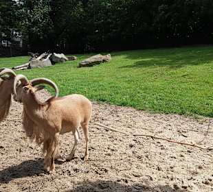 Zoo Wrocław