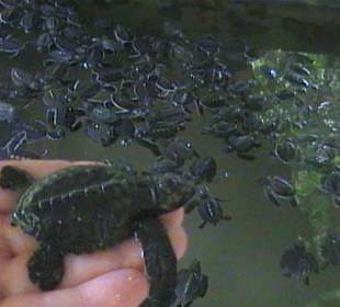 2 Tage alte Schildkröte