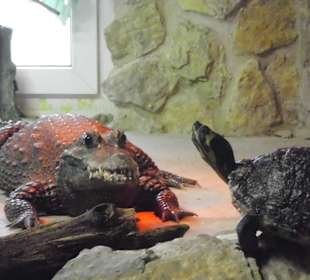 Krokodil mit Schildkröte