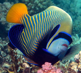 Imperator-Kaiserfisch