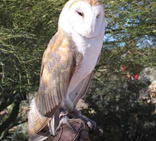 Eule im Arizona Sonora Desert Museum in Tucson