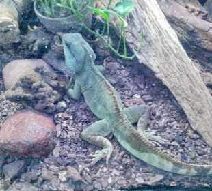 Palmiarnia Poznańska