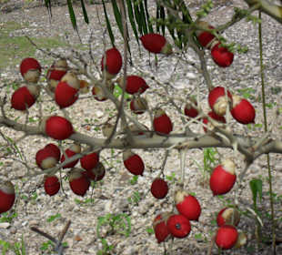Gartenblick vom Sandpfad nahe Love's Resor