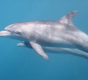 Schnorcheln Coraya Bay Marsa Alam