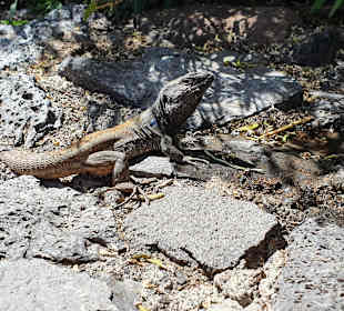 Steilküste Los Gigantes