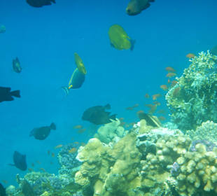 Die Fischvielfalt an der Rohanou Bucht