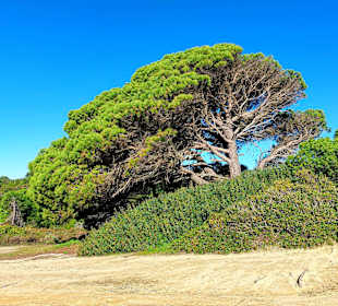 Seven Hanging Valleys Trail 