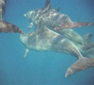 Die Gruppe von hinten