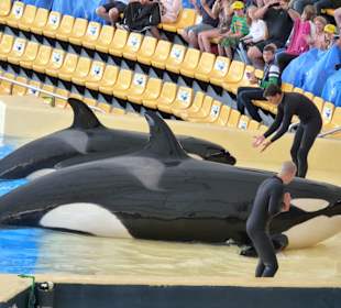 Orca Ocean Show