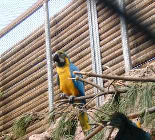 Loro Parque Ara