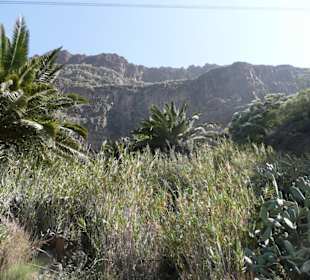 Masca Tal