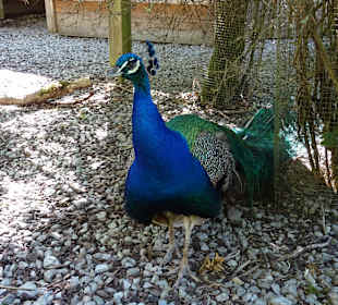 Wasserschloss Oppenweiler