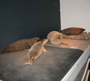 Naturhistorisches Museum