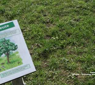 Gomaringer Rundweg - Zu den Giganten im Wald