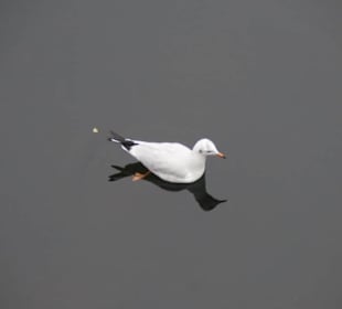 Parkanlage Planten un Blomen