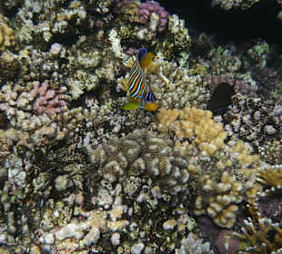 Korallengarten Gorgonia Beach