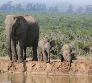 Addo Elephant Park