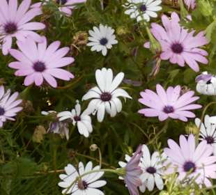 Jardim de São Martinho