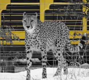 Im Tierpark