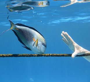 Unterwasser - genial