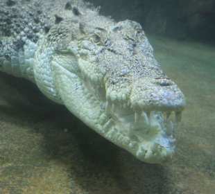 Krokodil im Wasserbecken