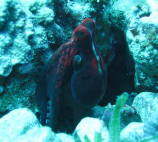 Unterwasserwelt Dahabs