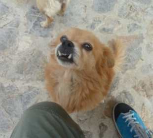 Auch viele Hunde sind dabei