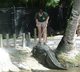 Fütterung der Alligatoren