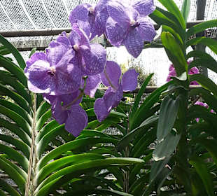 Orchideen der Sai Nam Phung Orchid Farm
