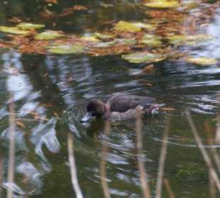 Parkanlage PlanteParkanlage Planten un Blomen