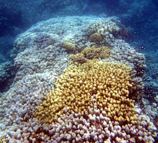 Riff Gorgonia 