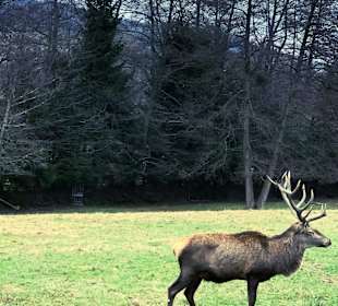 Wandern Mülheim an der Mosel