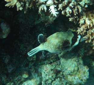 Hausriff Arabia Azur