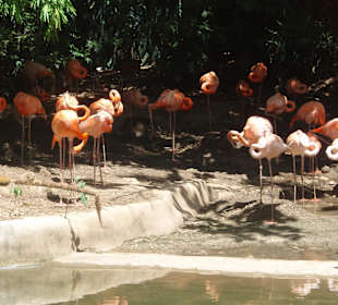 Flamingos