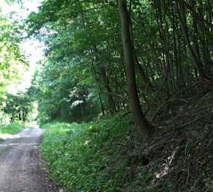 Premiumwanderweg "hochgelegen"