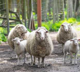 Leineschafe im Wildpark Müden