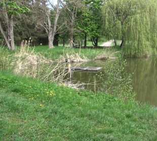 Butzensee