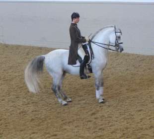 Spanishe Hofreitschule