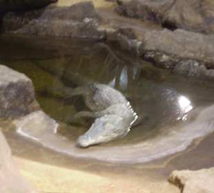 Zoologisches Forschungsmuseum Alexander Koenig