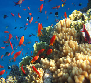 Unterwasserwelt Soma Bay