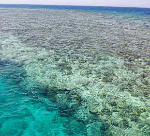 Mogli Delfine & Freunde Ltd.