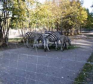 Thüringer Zoopark Erfurt 