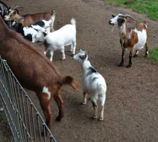 Rundgang durch den Wildpark Schwarze Berge