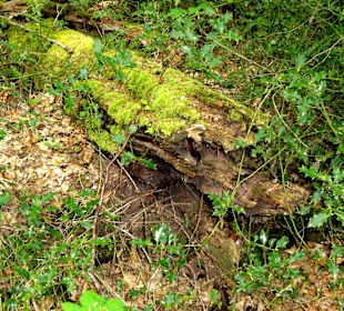 Im Urwaldbereich des Hasbruch