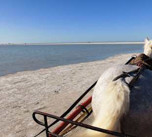 Kutschfahrt m Berberhengst Mabrouk z Flamingoinsel