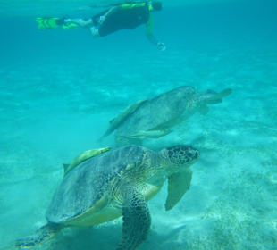 Grüne Meeresschildkröte