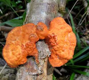 Ungewöhnlicher Baumschwamm