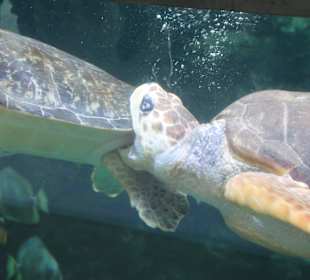 Meeresschildkröten
